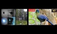Beautifulearthanimalslivestream