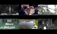 Beautifulearthanimalslivestream