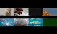 Beautifulearthanimalslivestream