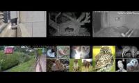 Thumbnail of Beautifulearthanimalslivestream