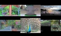 Beautifulearthanimalslivestream
