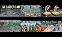Thumbnail of Beautifulearthanimalslivestream