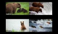 Bear cams LR-RW-BF-RF