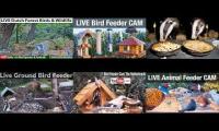 Amazinganimalslivestream
