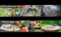 Amazinganimalslivestream