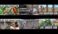 Amazinganimalslivestream