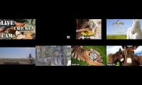 Amazinganimalslivestream