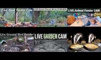 Amazinganimalslivestream