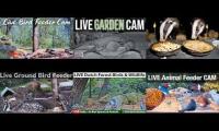 Amazinganimalslivestream