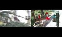 Amazinganimalslivestream