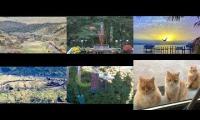 Amazinganimalslivestream