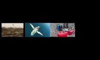 Creepy whale sounds + Tripods+ Diesel Generator