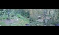 Amazinganimalslivestream