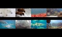 Amazinganimalslivestream