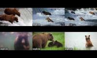 Amazinganimalslivestream