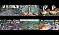 Thumbnail of Amazinganimalslivestream