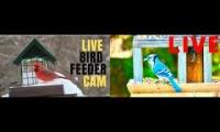 Amazinganimalslivestream