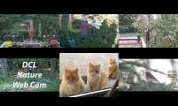 Amazinganimalslivestream
