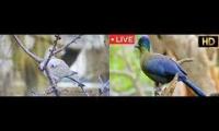 Amazinganimalslivestream