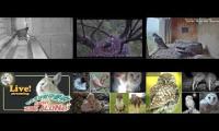Amazinganimalslivestream