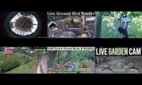 Thumbnail of Amazinganimalslivestream