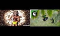 Hummingbird Battle (set music to 2x for FULL EFFECT!)