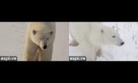 Polar Bears Live on Explore.org