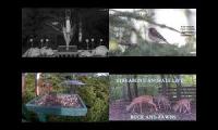 Thumbnail of Amazinganimalslivestream