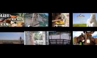 Thumbnail of Amazinganimalslivestream