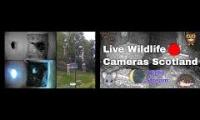 Amazinganimalslivestream