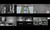 Thumbnail of Amazinganimalslivestream