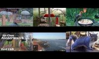Amazinganimalslivestream