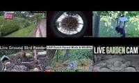 Thumbnail of Amazinganimalslivestream