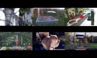 Amazinganimalslivestream