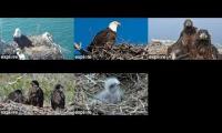 Thumbnail of Eagles.Explore Mashup