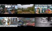 Thumbnail of Amazinganimalslivestream