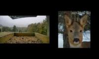 Amazinganimalslivestream