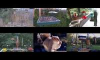 Amazinganimalslivestream