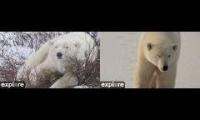 Explore Polar Bears.Lodge South.Cape West