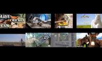 Amazinganimalslivestream