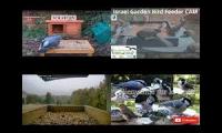 Amazinganimalslivestream