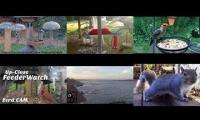 Amazinganimalslivestream