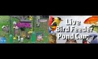 Amazinganimalslivestream