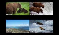 Bear cams LR-DM-BF-BFL