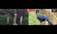 Amazinganimalslivestream