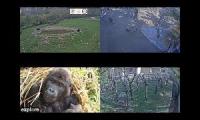 Amazinganimalslivestream
