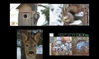Amazinganimalslivestream