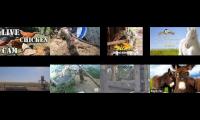 Amazinganimalslivestream