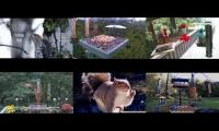Thumbnail of Amazinganimalslivestream