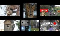 Amazinganimalslivestream